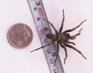 Spider in the computer room, January 1989