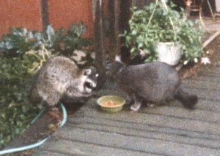 Bup (grey cat) and his lunch guest (raccoon)