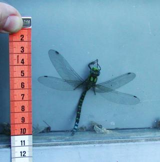 Dragonfly (Aeshna cyanea) temporarily trapped in Fourmilab high bay door.