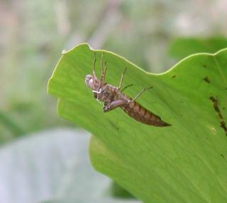 Dragonfly (Aeshna cyanea) nymph on lily pad at Fourmilab