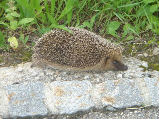 Herisson/hedgehog in the daytime by the side of a road near Fourmilab