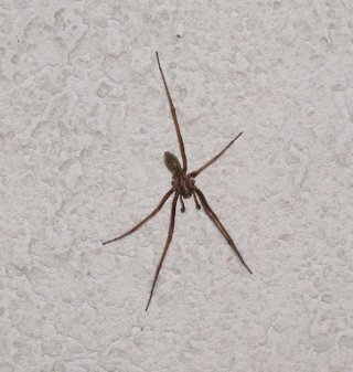Five legged spider outside Fourmilab