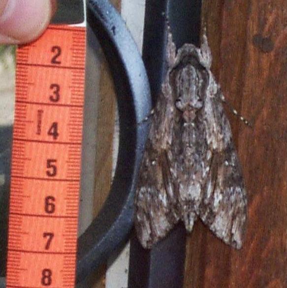 Giant Moth on Fourmilab Front Door