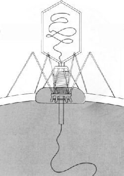 Bacteriophage T4 injecting