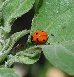 Ladybird eating aphids at Fourmilab