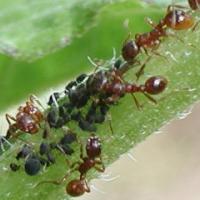 Aphid-ranching ants at Fourmilab